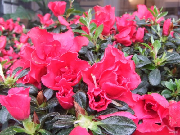 Fujifilm FinePix Z700EXR 測試相片