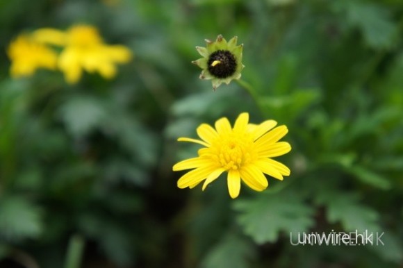 NEX 3 街上實拍樣本(全自動模式)