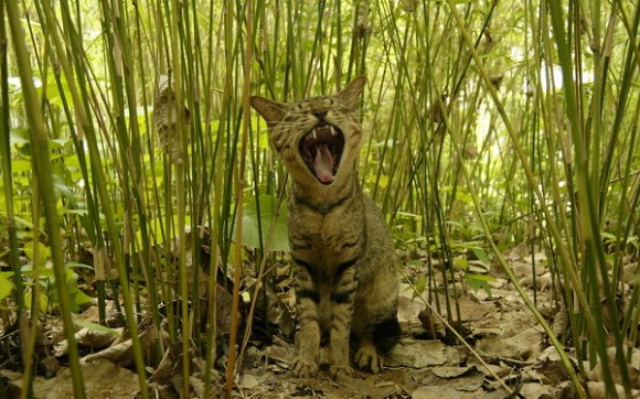 街邊小貓該如何拍?