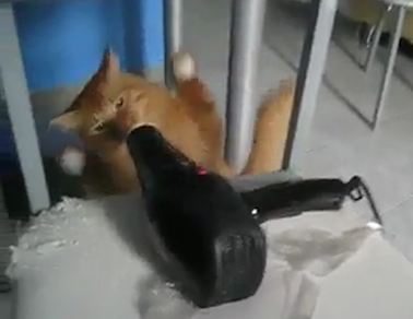 看我貓拳！小心電子產品被家貓重撃