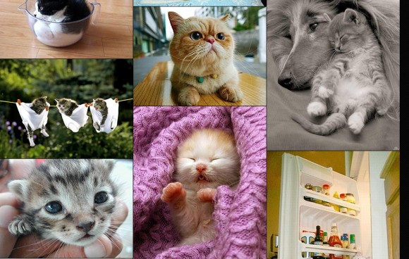 貓貓限定 Cute 相搜尋站