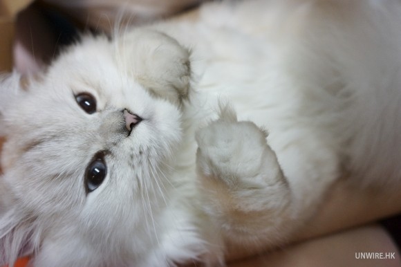 室內影貓大對決！Panasonic GF1 vs Sony NEX-7