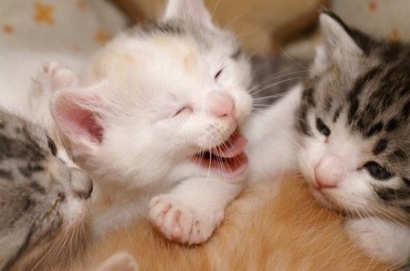 今天是「貓之日」! 讓我們看看 SONY 相機拍下可愛貓貓