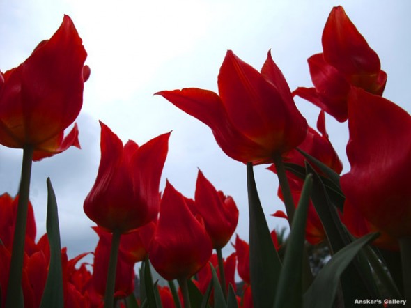 由「花展」看被港人所扭曲的攝影