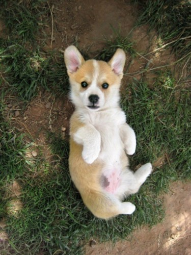 [iOS App] 治療系萌圖欣賞   超可愛搞笑的動物圖鑒 Cutest Paw