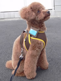 監察愛犬健康  富士通智能雲端頸圈