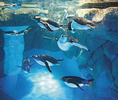 投訴海洋公園企鵝展館太冷? 錯不在人 !