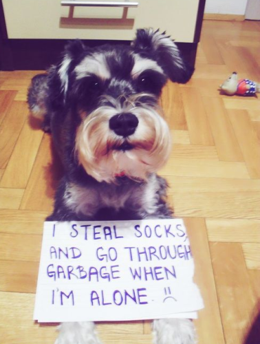 Dogshaming-狗狗告解網，主人幫狗狗向自己道歉