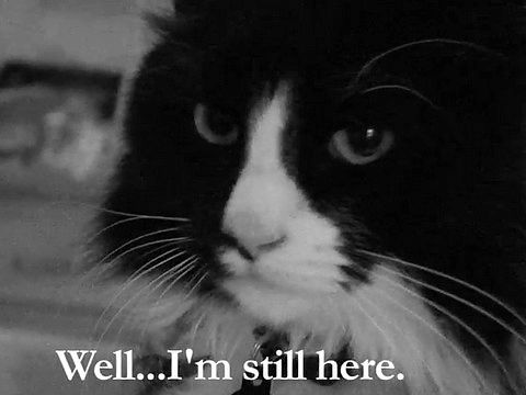 「And The Oscar Goes To… Cat！」首屆貓咪奧斯卡最佳影片