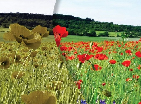 色盲人士專用太陽眼鏡