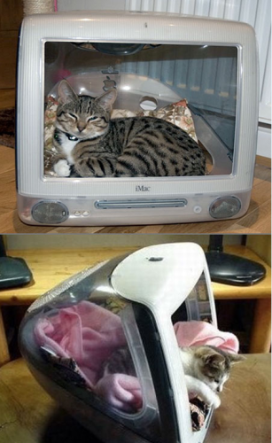 19 個設計給你靈感把家整成貓貓天堂