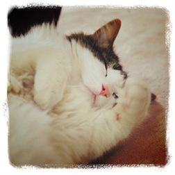 【WindowsPhone App】為相片加上 Instagram 風的濾鏡特效