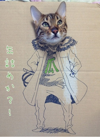 貓貓動漫節？ 得意貓貓都可以玩 cosplay