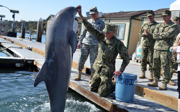 機械人取代海豚成美海軍掃雷工具