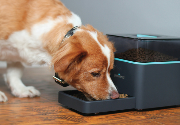 Pintofeed 智能餵飼器 – 讓大忙人用手機遙控餵狗狗