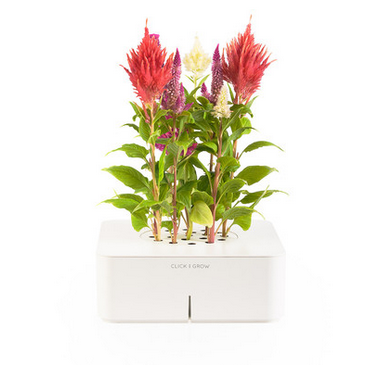 Click and Grow – 你的私人園丁，自動幫植物澆水