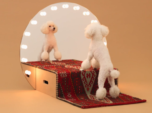 建築師教你落手造出獨特型格的設計   與狗狗共享