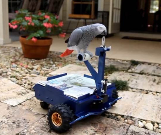 聰明鸚鵡駕車外遊放過主人