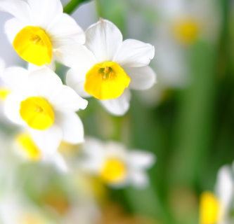 花開富貴財源滾滾來！送你 PC / 手機 / Tablet Wallpaper (1080P Ready)