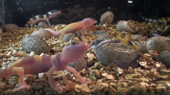 應節好節目！網絡直播見證動物誕生一刻