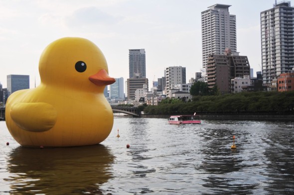 巨型鴨仔游到黎維港