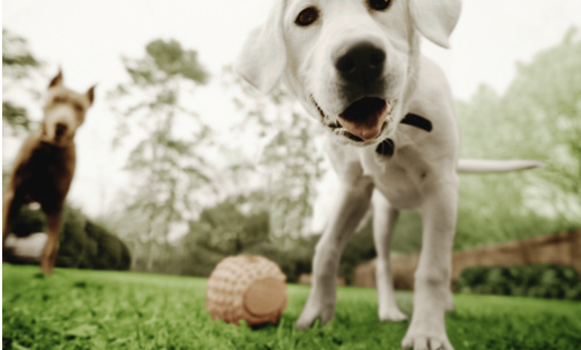 讓你一窺寵物眼中世界．Sony 推專用相機