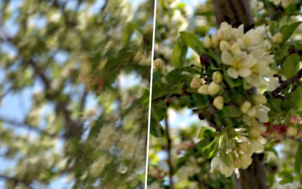 再見「鬆郁蒙」！去模糊軟件免費登場