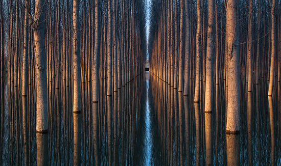 迷失於無止境的樹林深處迷宮