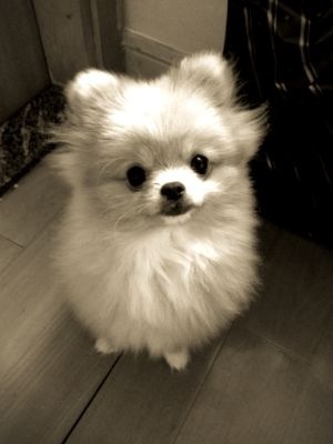 【iOS app】在手機上造出 Tintype 效果