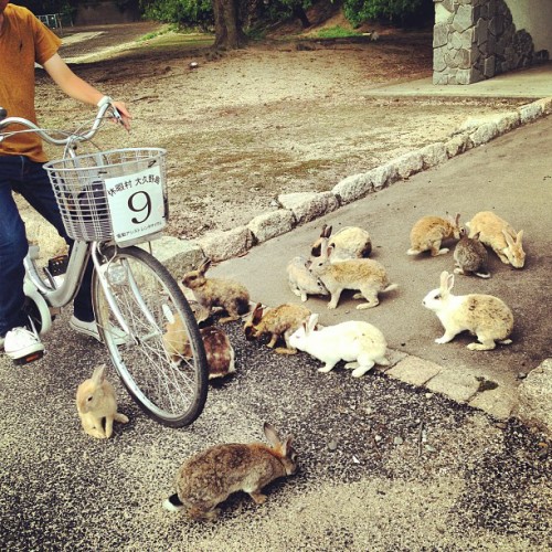 戰爭之後的治癒：被兔子佔據的大久野島