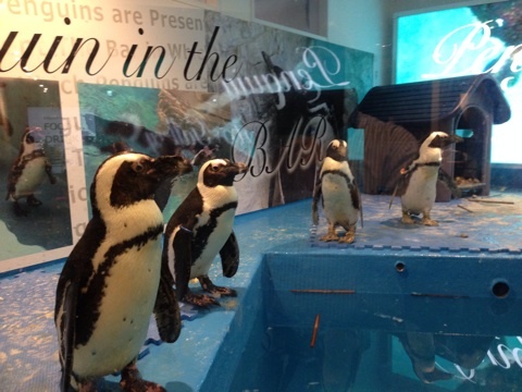 【遊日情報】邊飲邊看！《有企鵝的酒吧》池袋開業