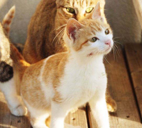 網友直擊「影貓天堂」! 日本 15 居民 : 100 貓咪 – あおしま