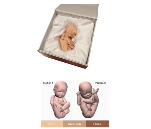 $600 美元 3D 打印肚中 BB 模型！