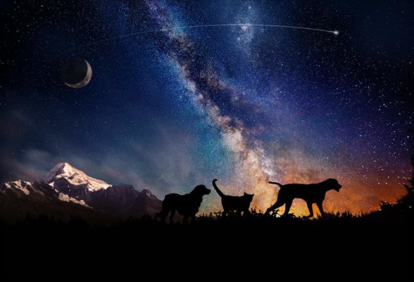 離世寵物化為星塵！美國提供寵物太空安葬服務