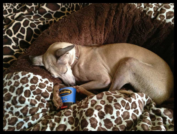 聽歌減焦慮！「iCalmDog」狗仔專用 iPod 發售