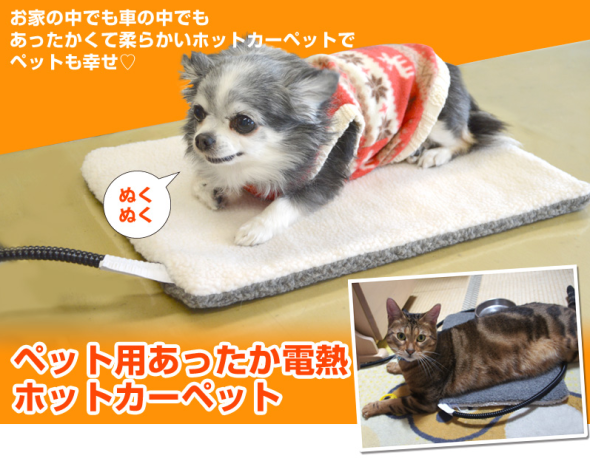 天氣冷了　你家的寵物也要保暖