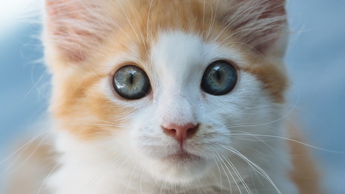 Uber 吸客新招   可愛貓咪 15 分鐘速遞送到