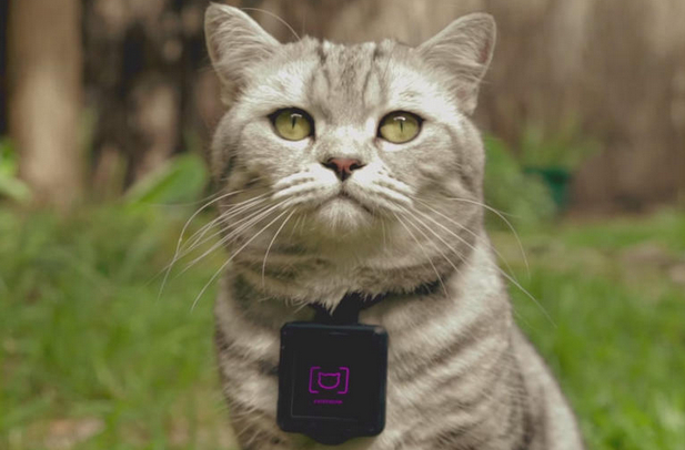 貓咪都變攝影師 Catstacam 正式發表