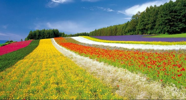 港人最愛日本！Google 公佈最新街景熱搜景點排行榜