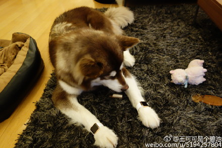 強國人：「 十皮野 Apple Watch ? 我買俾隻狗帶咋喎，你有無?」(堅有圖，仲要兩隻)