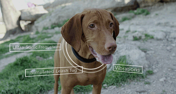 智能狗圈 Connected Collar 要汪星人乖乖聽話