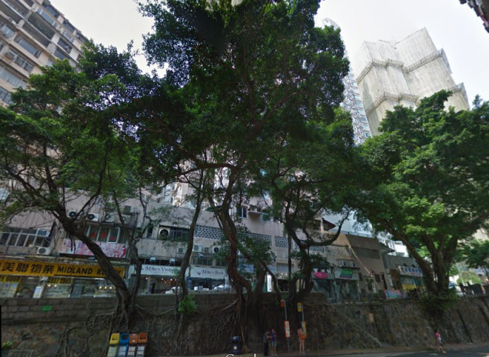 唐言無忌：Uber 和古樹