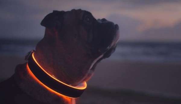 狗隻都有智能產品用！Buddy 智能頸環具備定位及健身追蹤功能