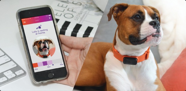 不怕愛寵走失  Nuzzle GPS 頸圈