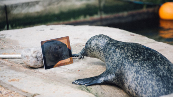 動物園海豹靠 FaceTime 談情