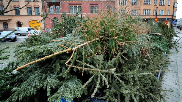 一路向北：噢！聖誕節托它歸家