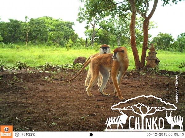 強制 Win 10 升級   令保育人士身陷險境