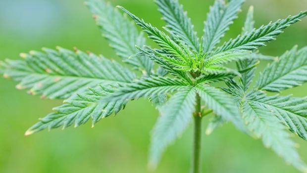 新商機？Microsoft 與合法大麻 Startup 公司合作