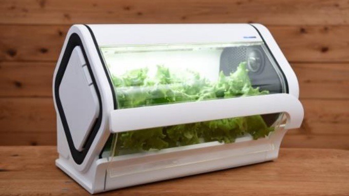 結合手機使用   日本推出智能家用水耕培植箱