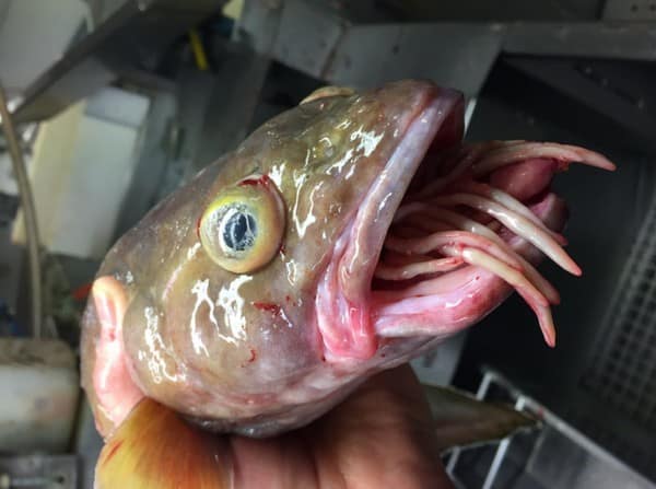 【膽小勿入】來自外太空？俄羅斯漁夫公開更多超罕見奇異深海生物